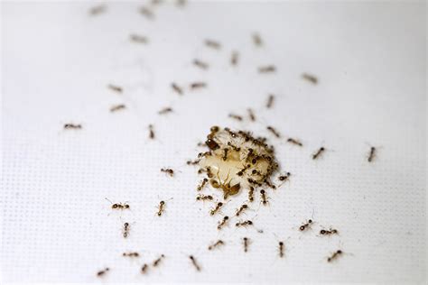 Tiny ants in kitchen - 2 days ago · 7. Herbs and spices. Sprinkle cayenne pepper, cinnamon, cloves of garlic, mint, or black pepper in the corner of your bathroom. These herbs have a strong scent that will repel ants for a short time. 8. Essential oils. Ants are quite sensitive to essential oils and can’t stand their strong scent.